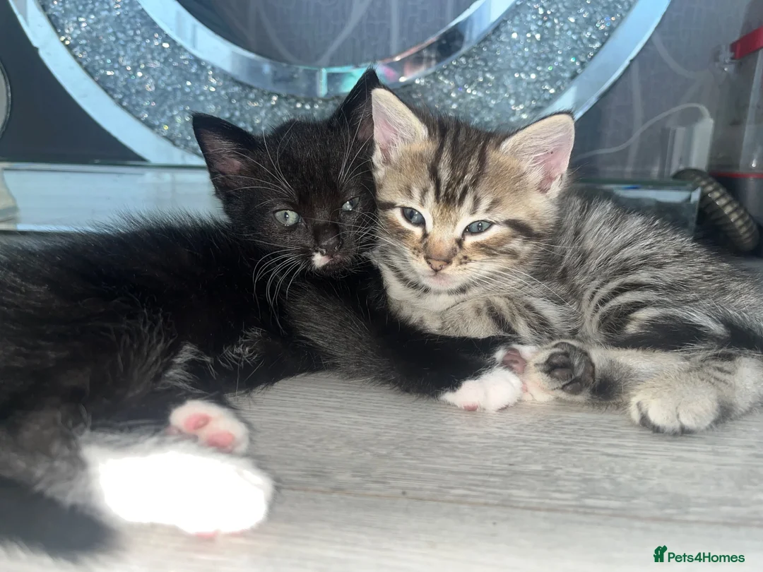 Mixed Breed cats for sale: Black and white kitten £50 - Advert 2