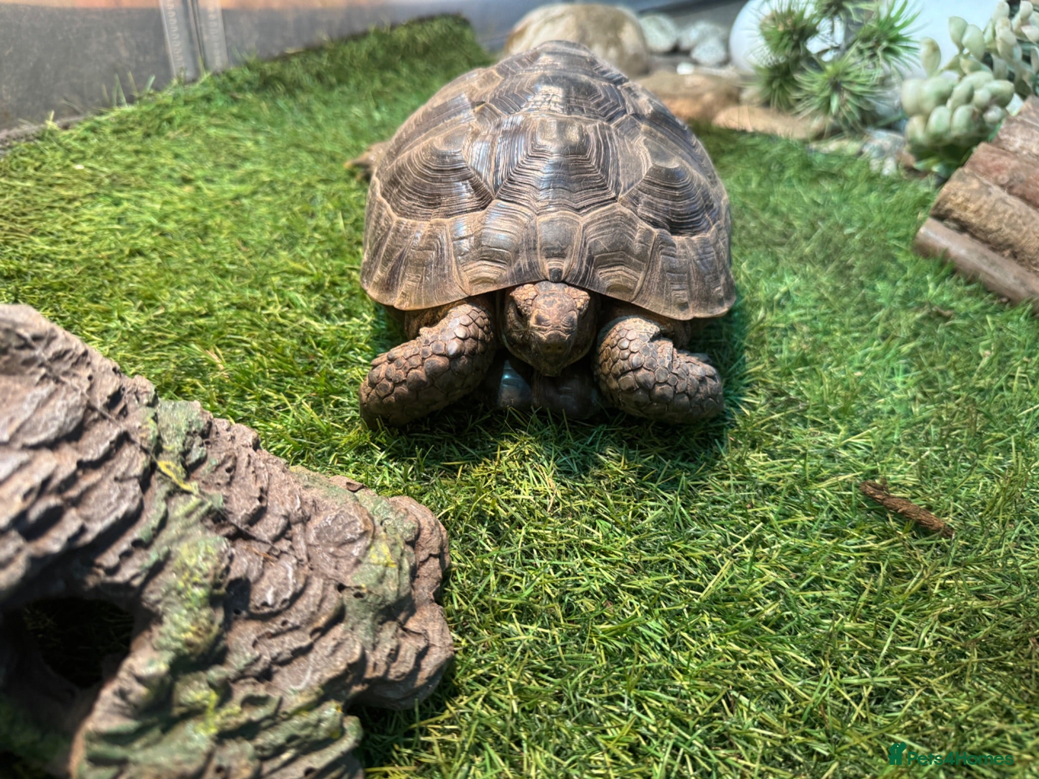 Tortoise reptiles Spur thigh approx 12 years old - Advert 2
