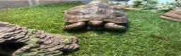 Tortoise reptiles for sale: Spur thigh approx 12 years old in Bournemouth - Advert 1