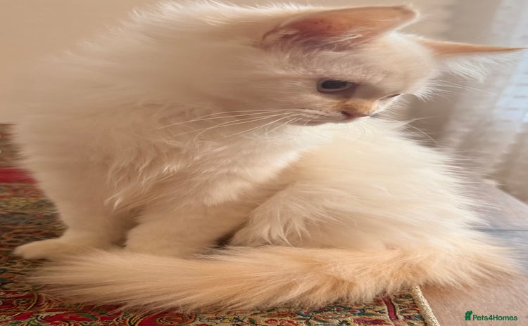 Ragdoll cats - Advert 2
