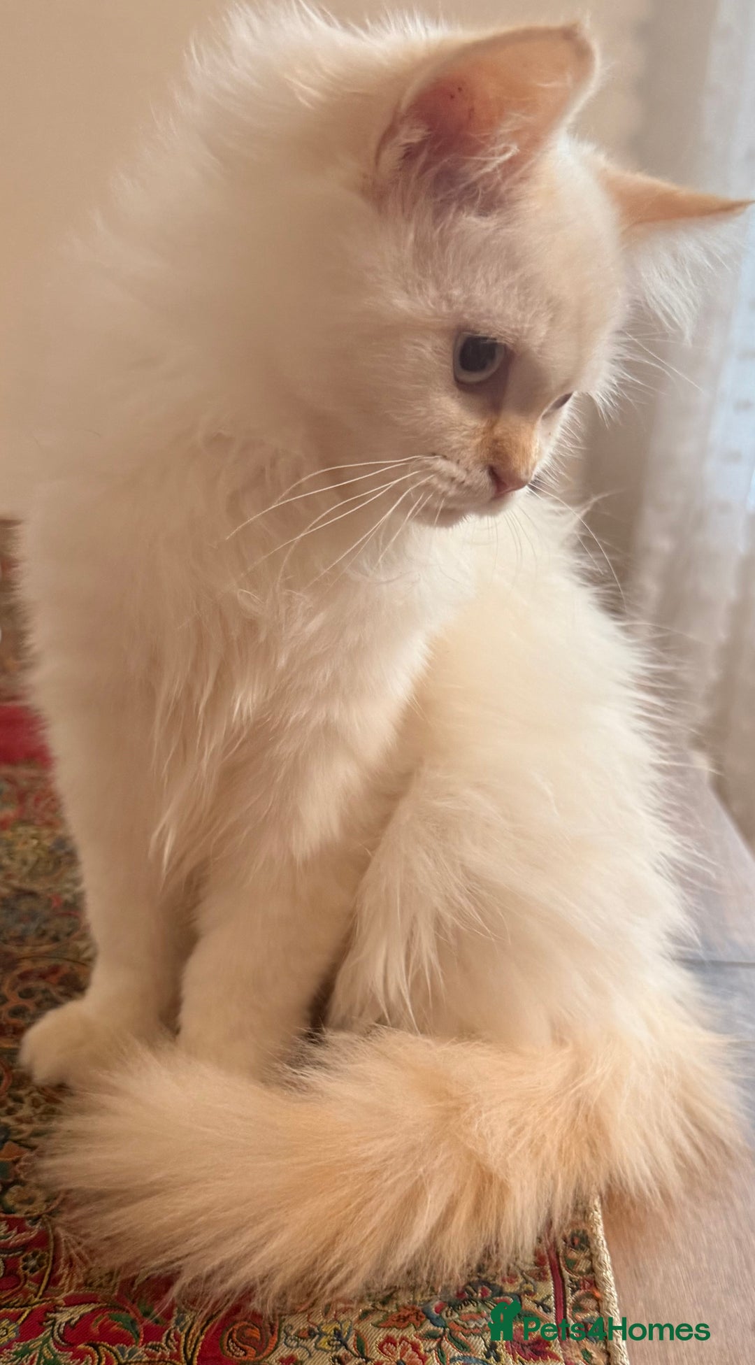 Ragdoll cats for sale: Long-haired Ragdoll Kitten Icy Blue Eyes 💎🐾 - Image 1