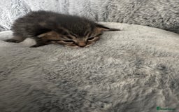 Maine Coon cats for sale: 2 beautiful kittens bengal x main coon - Image 2