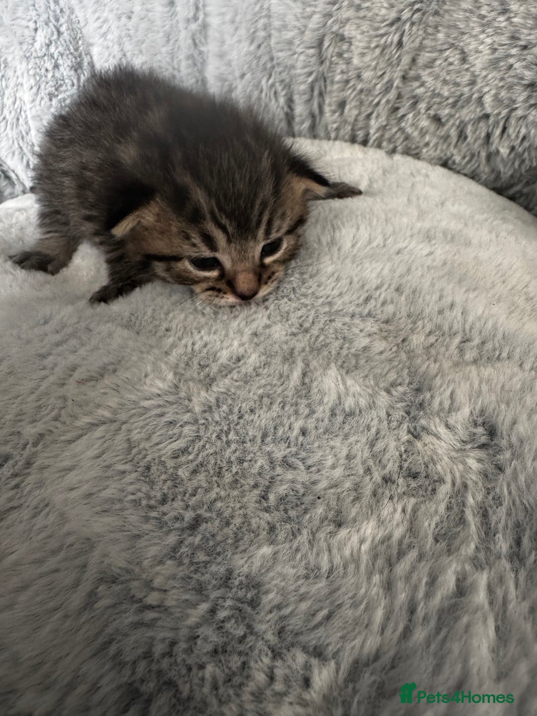 Maine Coon cats for sale: 2 beautiful kittens bengal x main coon - Image 2