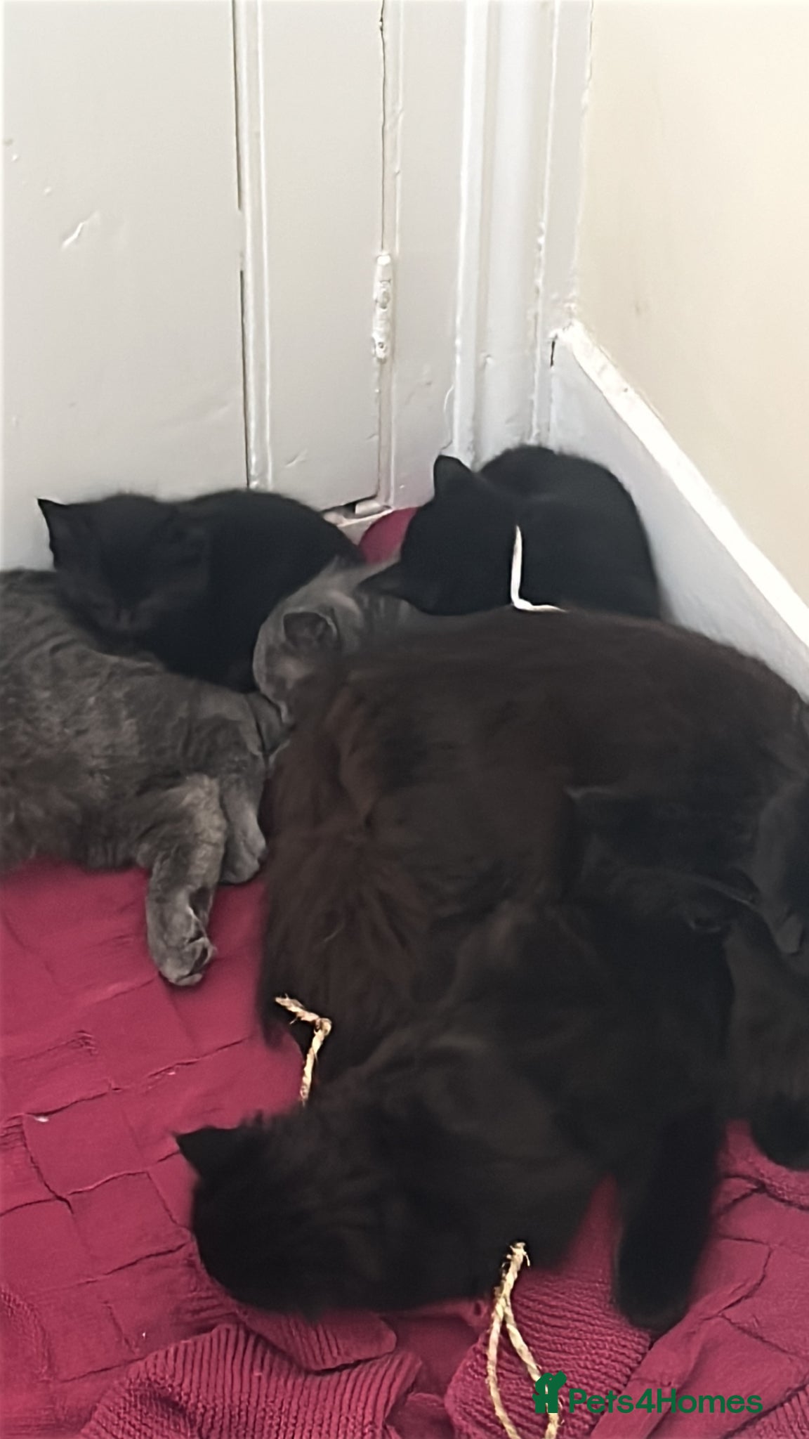 Mixed Breed cats Beautiful grey or black kittens £75 - Advert 2