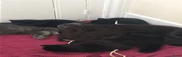 Mixed Breed cats for sale: Beautiful grey or black kittens £75 - Advert 1