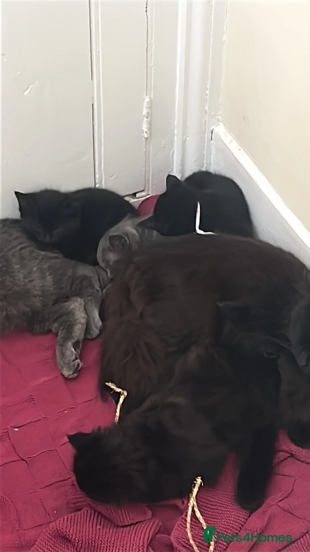 Mixed Breed cats for sale: Beautiful grey or black kittens £75 - Advert 1