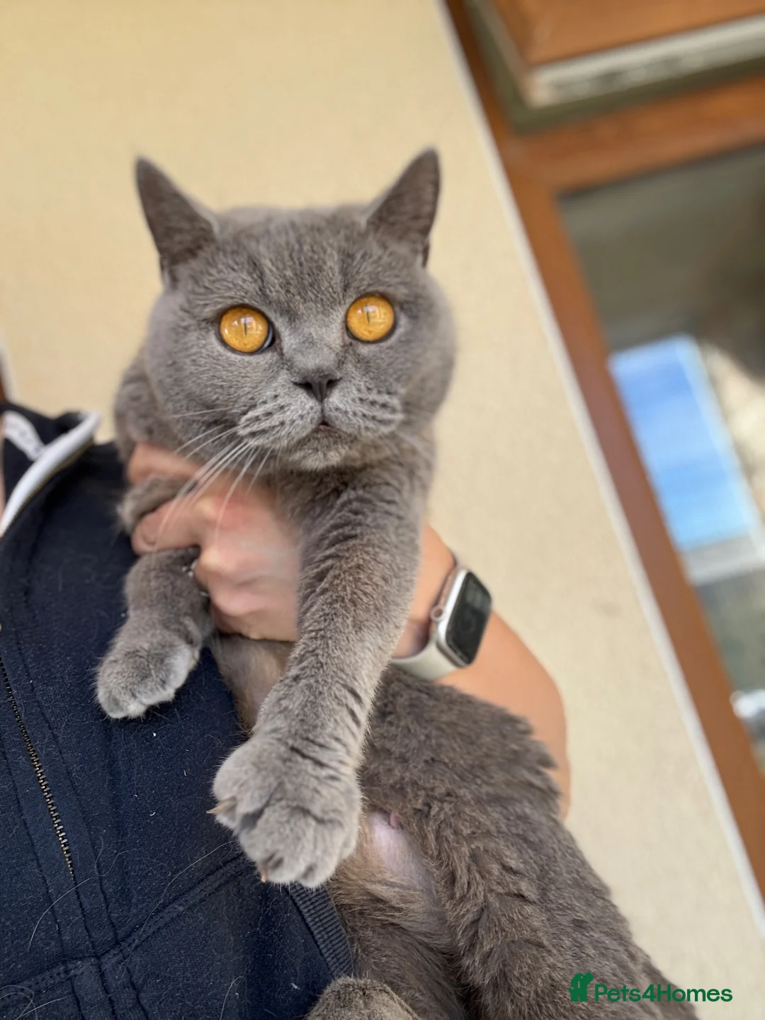 British Shorthair cats for sale: BSH blue retired queen GCCF Reg  - Advert 2