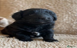 Mixed Breed dogs for sale: Corgipoo 🐾🐶 - Advert 4