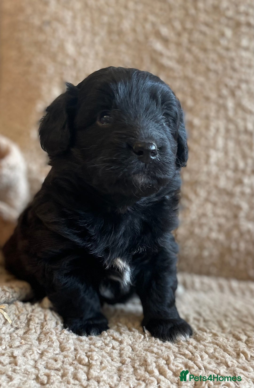 Mixed Breed dogs for sale: Corgipoo 🐾🐶 - Advert 4