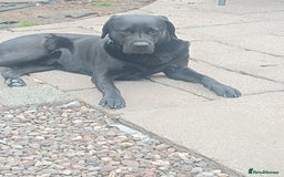Labrador Retriever dogs for stud: Labrador Retriever available for stud - Image 2