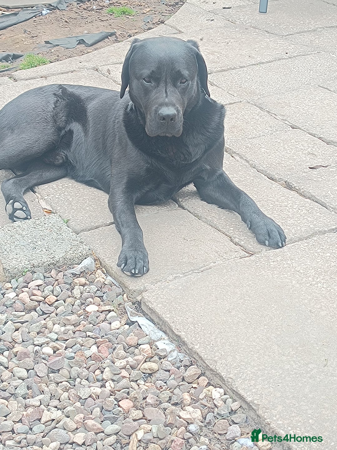 Labrador Retriever dogs for stud: Labrador Retriever available for stud - Image 2