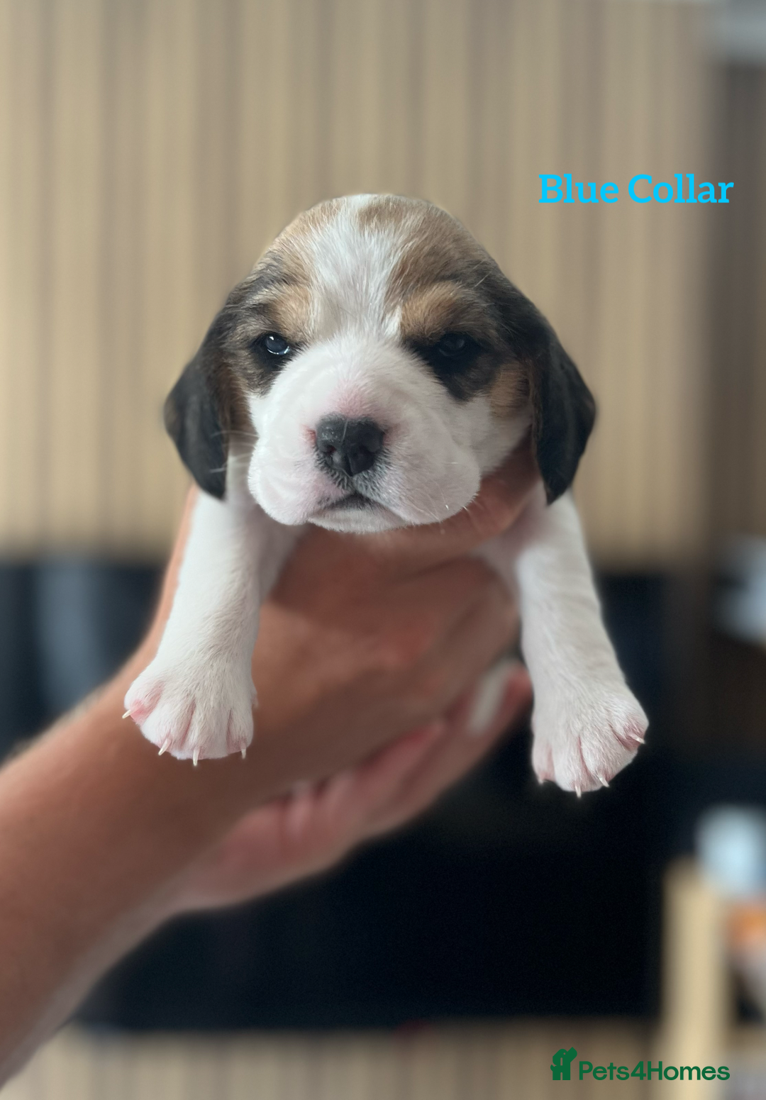 Beagle dogs for sale: 2 Beagle Girl Pups left -(KC Reg), Champ Bloodline - Image 17