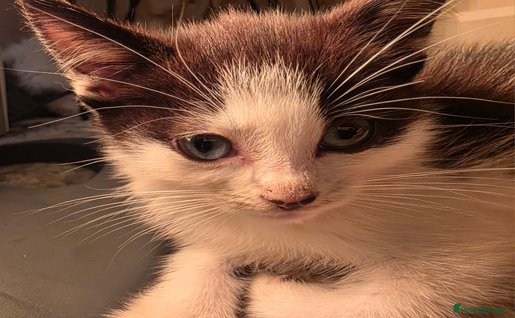 Mixed Breed cats - Advert 15