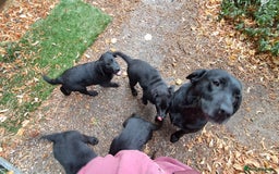 Labrador Retriever dogs for sale: KC Labrador girls, calm, loving and sensible - Image 10