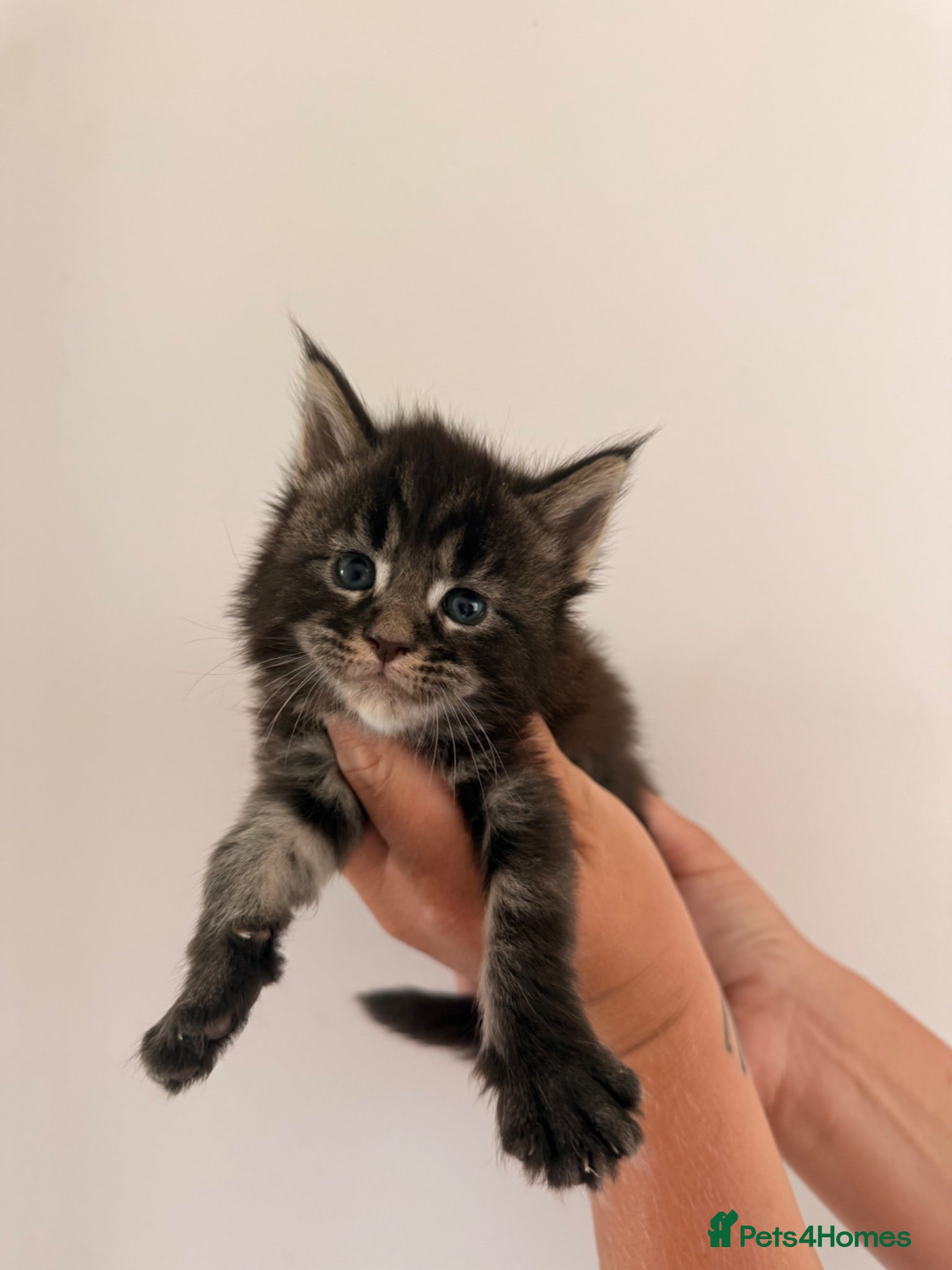 Maine Coon cats TICA registered Maine Coon kittens  - Advert 1