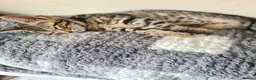Bengal cats for sale: Kittens x bengal READY TO LEAVE  - Advert 8