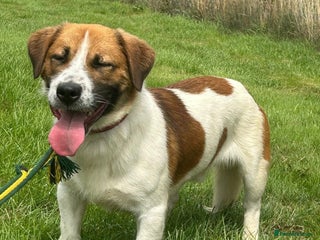 Basset Hound dogs - Advert 3