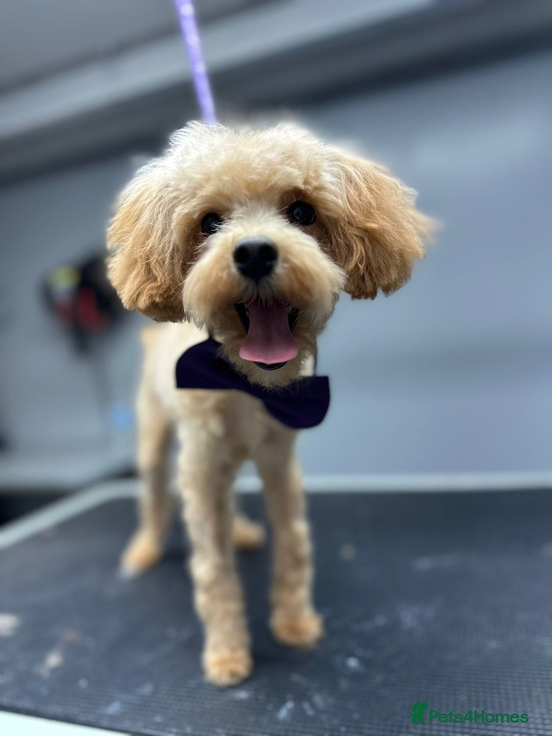 Maltipoo dogs for sale: Waffle  - Image 2