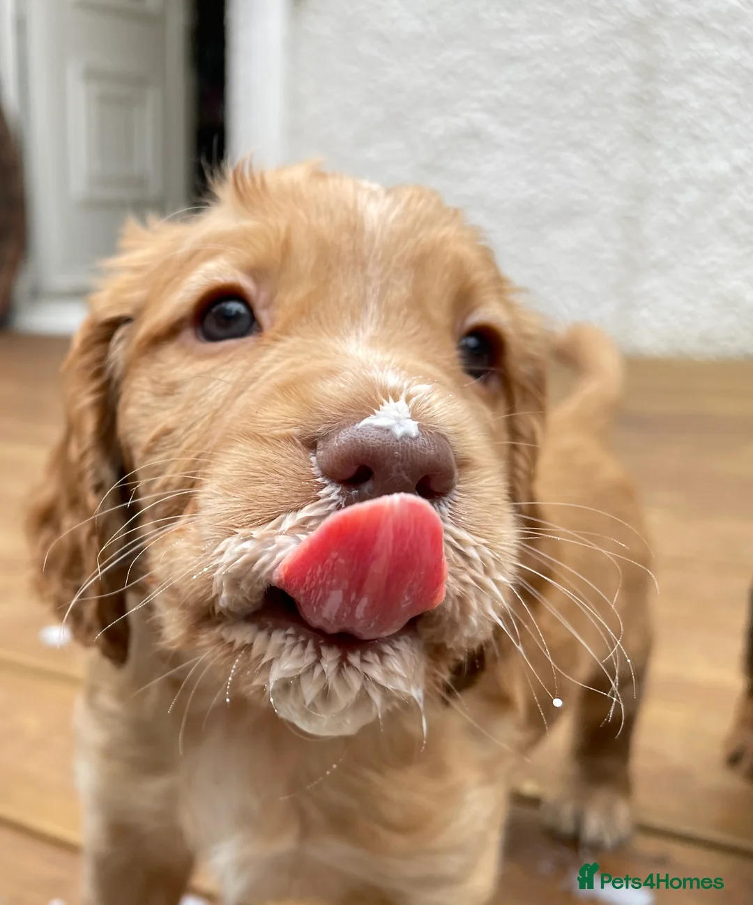 Cocker Spaniel dogs for sale: All pups have now found their forever homes - Advert 2