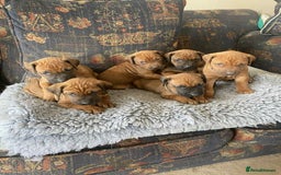 Rhodesian Ridgeback dogs for sale: KC reg Rhodesian Ridgeback puppies - Image 11