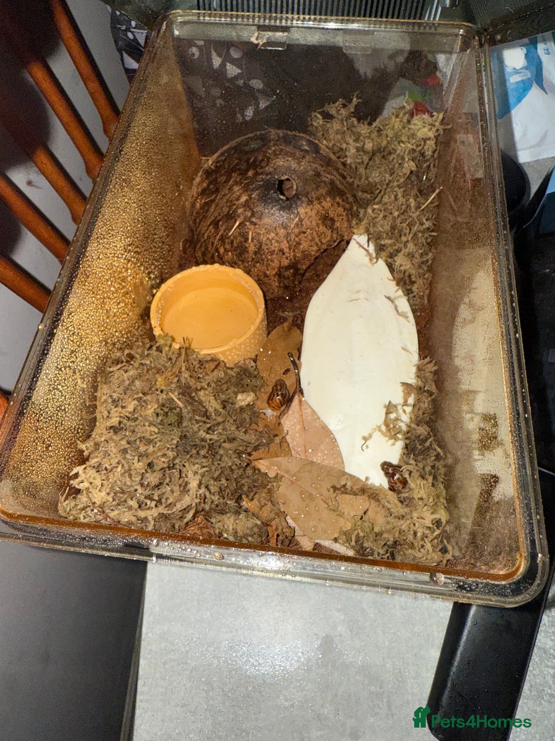 Snails invertebrates for sale: Giant African Land Snails x 4 WITH terrarium  - Image 1