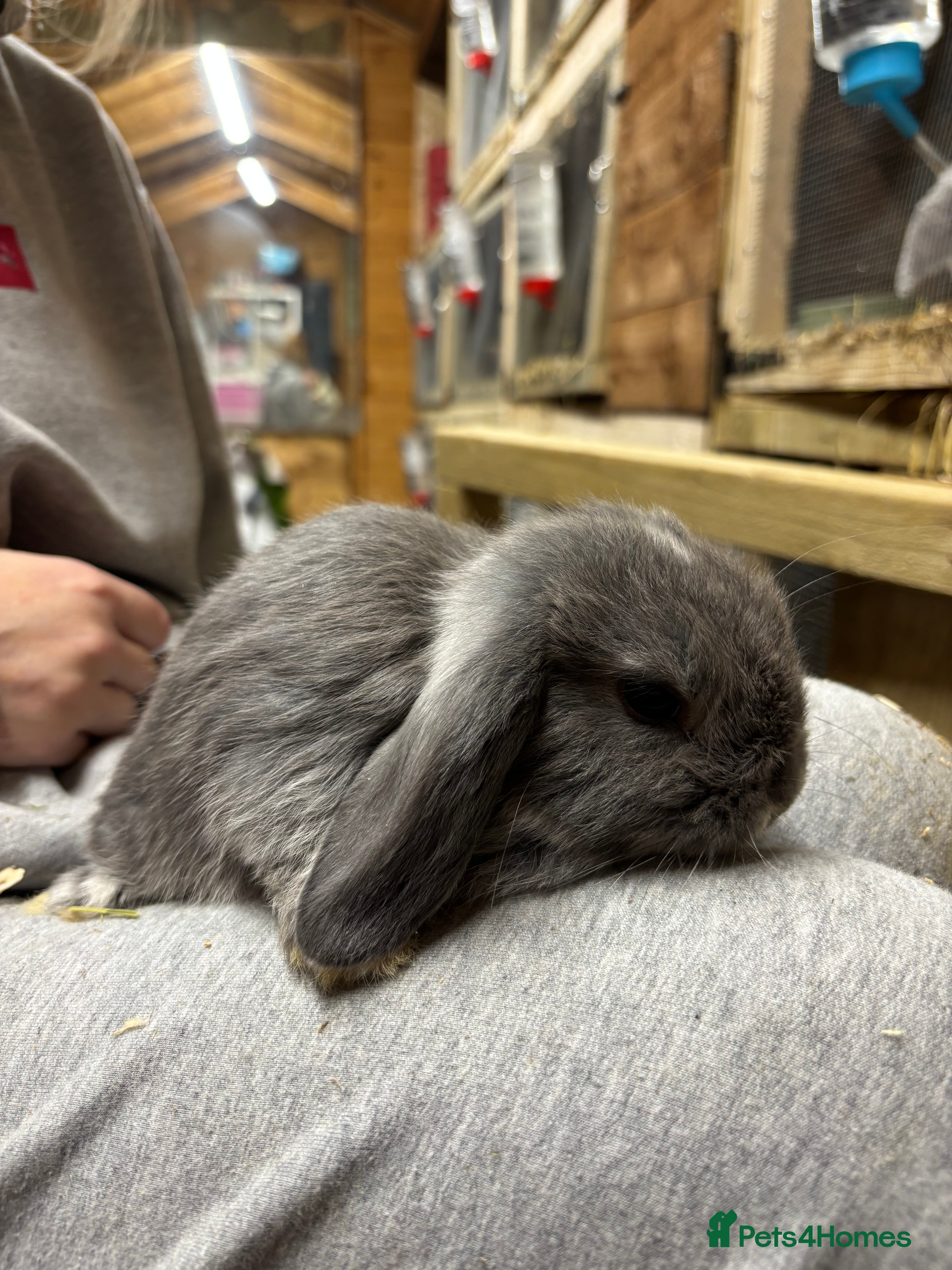 Mini Lop rabbits White & Blue Mini Lops - Advert 1
