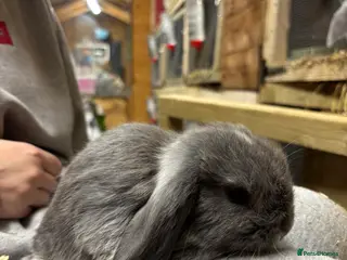 Mini Lop rabbits White & Blue Mini Lops - Advert 14