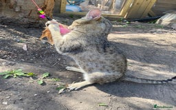 Savannah cats for sale: STUNNING SAVANNAH girl F5 sbt pure pedigree  - Image 13