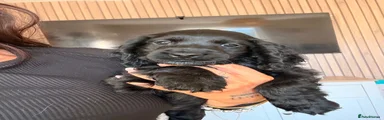 Cocker Spaniel 2