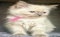Ragdoll cats for sale:  FIFe Registered Ragdoll Kittens Champion Line - Image 19