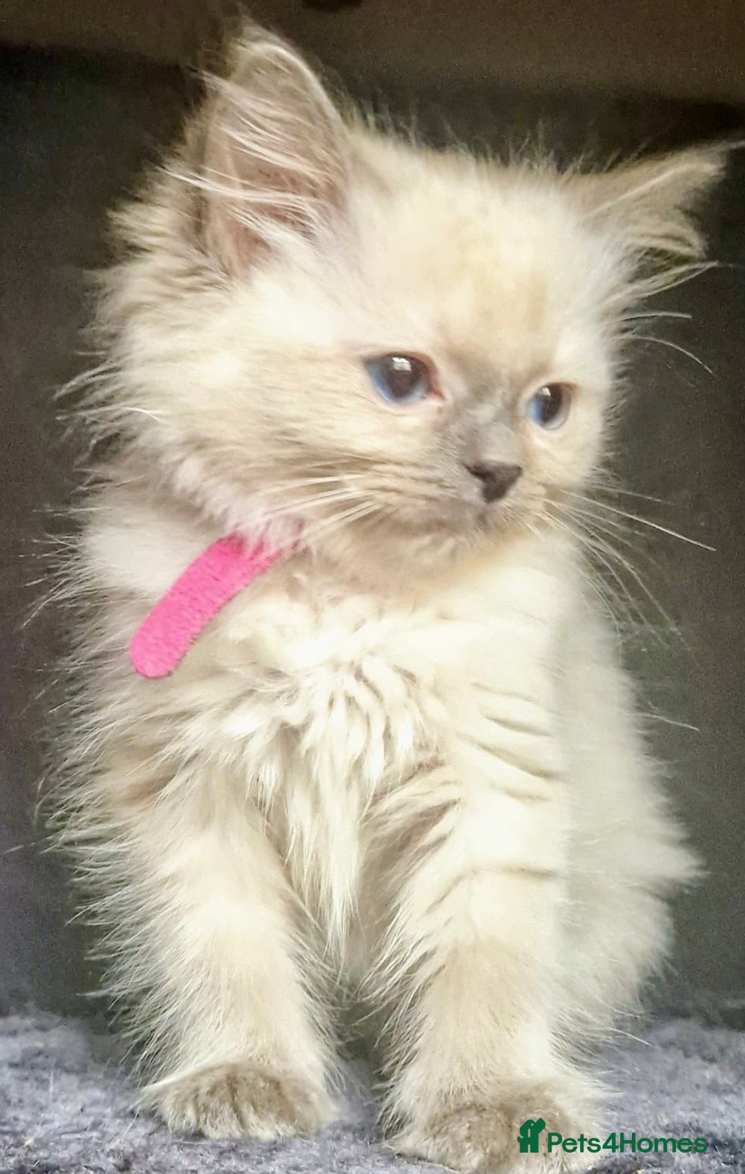 Ragdoll cats for sale:  FIFe Registered Ragdoll Kittens Champion Line - Image 19