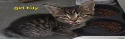 Mixed Breed cats for sale: Tabby kittens - Advert 5