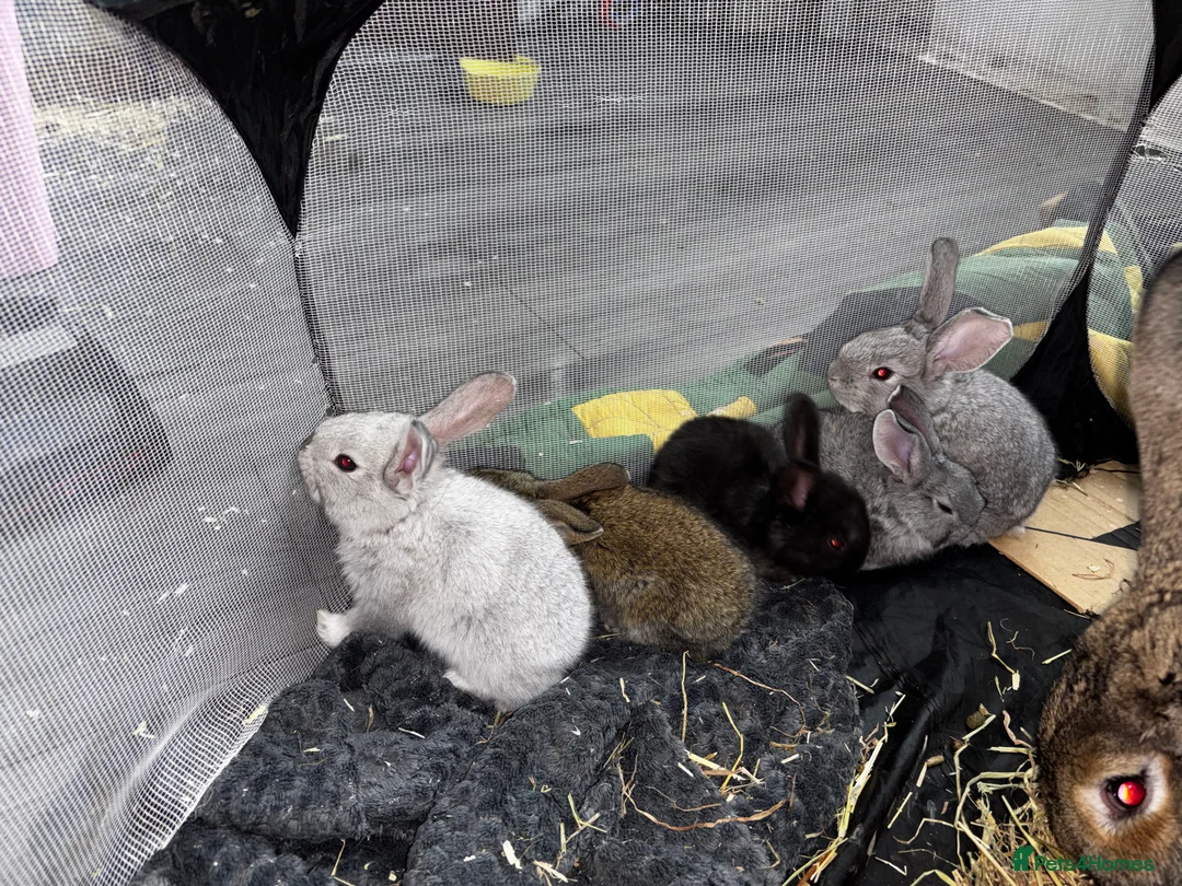 Continental Giant rabbits for sale: GERMAN GIANTS (continentals) 8 kits available  - Advert 1