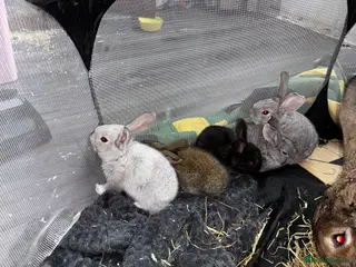 Continental Giant rabbits GERMAN GIANTS (continentals) 8 kits available - Advert 1