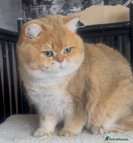 British Shorthair cats Beautiful BSH Golden Boy Stud Only - Advert 6