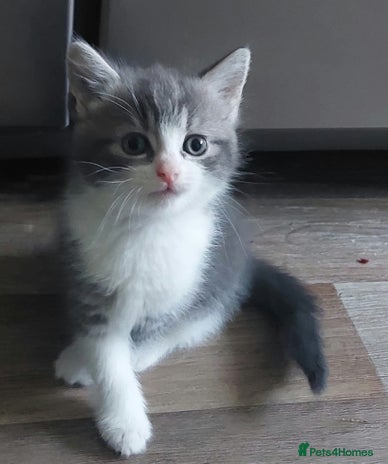Mixed Breed cats - Advert 3