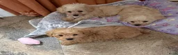 Westiepoo dogs for sale: Toy Westiepoo Puppies (Westie x Toy Poodle) - Advert 7