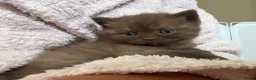 British Shorthair cats for sale: Cinnamon and Chocolate British Shorthair  - Advert 6