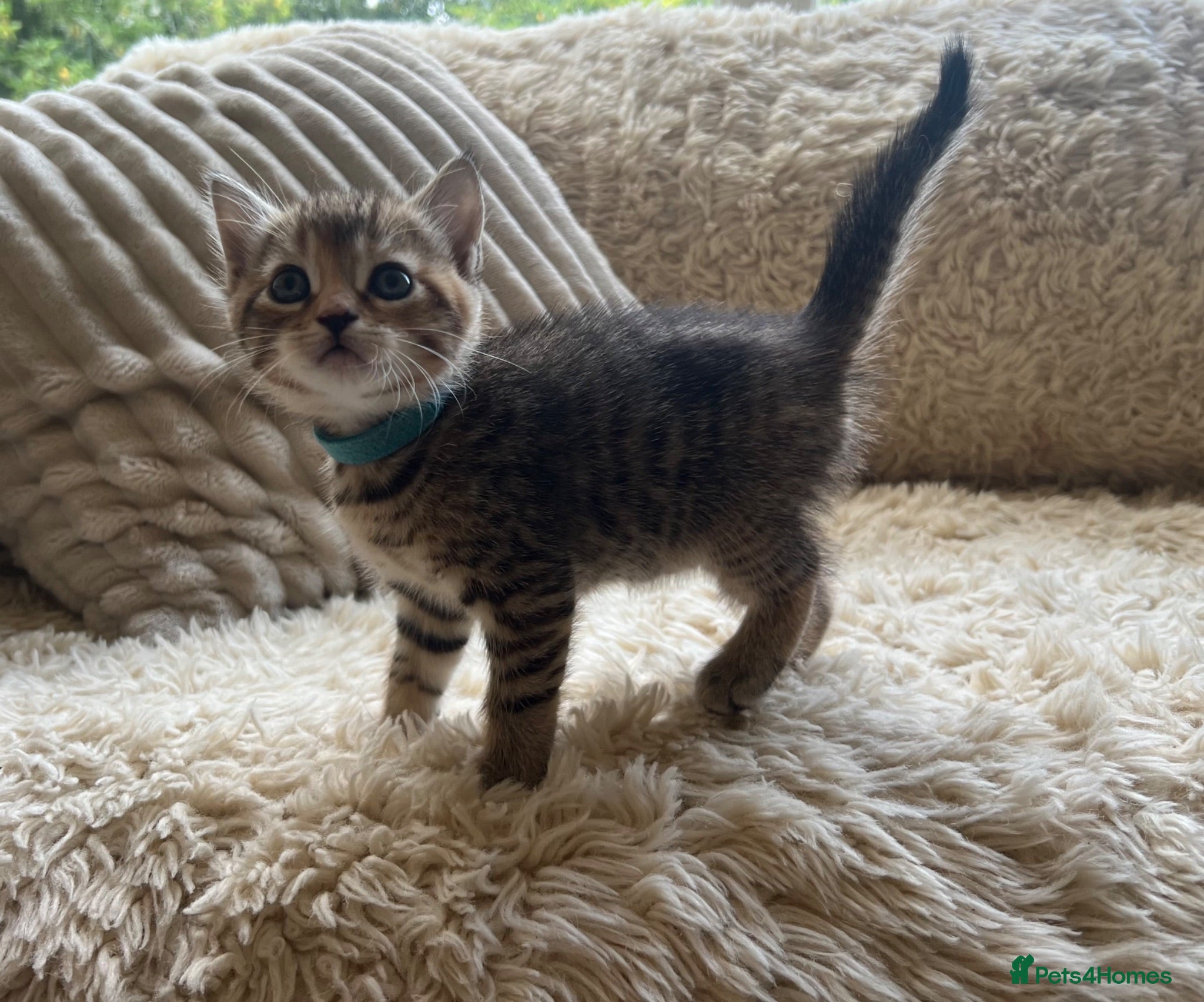 Maine Coon cats Maine Coon Cross Kittens Seeking Forever Homes - Advert 11