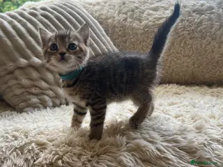 Maine Coon cats Maine Coon Cross Kittens Seeking Forever Homes - Advert 11