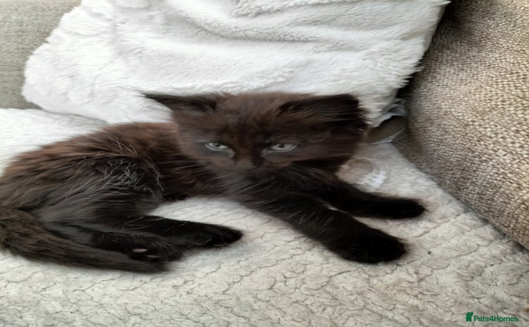 Mixed Breed cats - Advert 11
