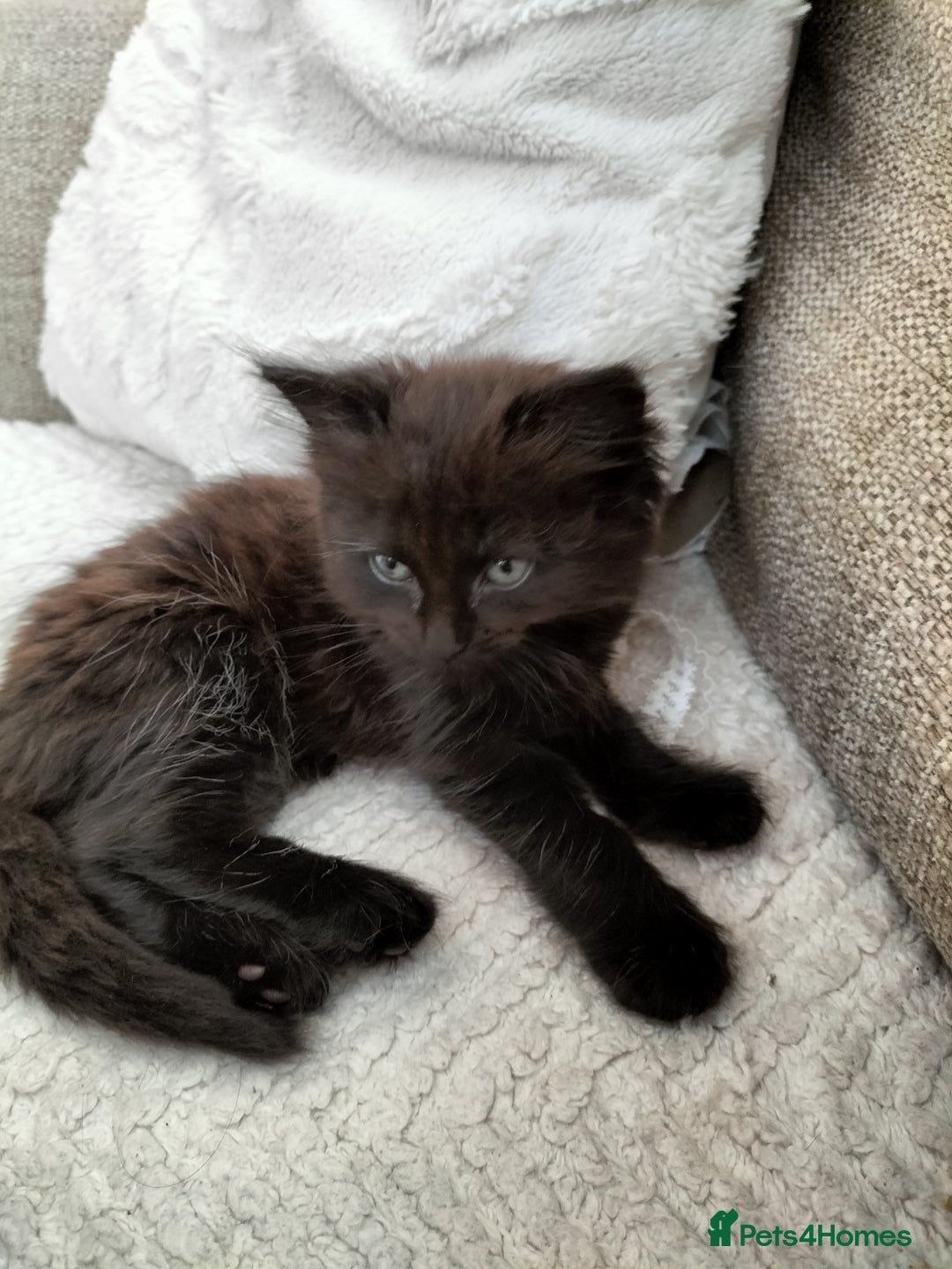 Mixed Breed cats for sale: Fluffy Female Kitten - Image 1