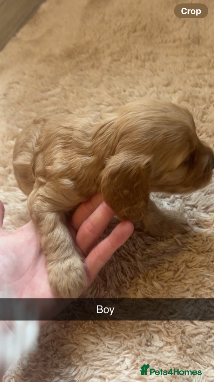 Cockapoo dogs for sale: 8 cockapoo puppys - Advert 7