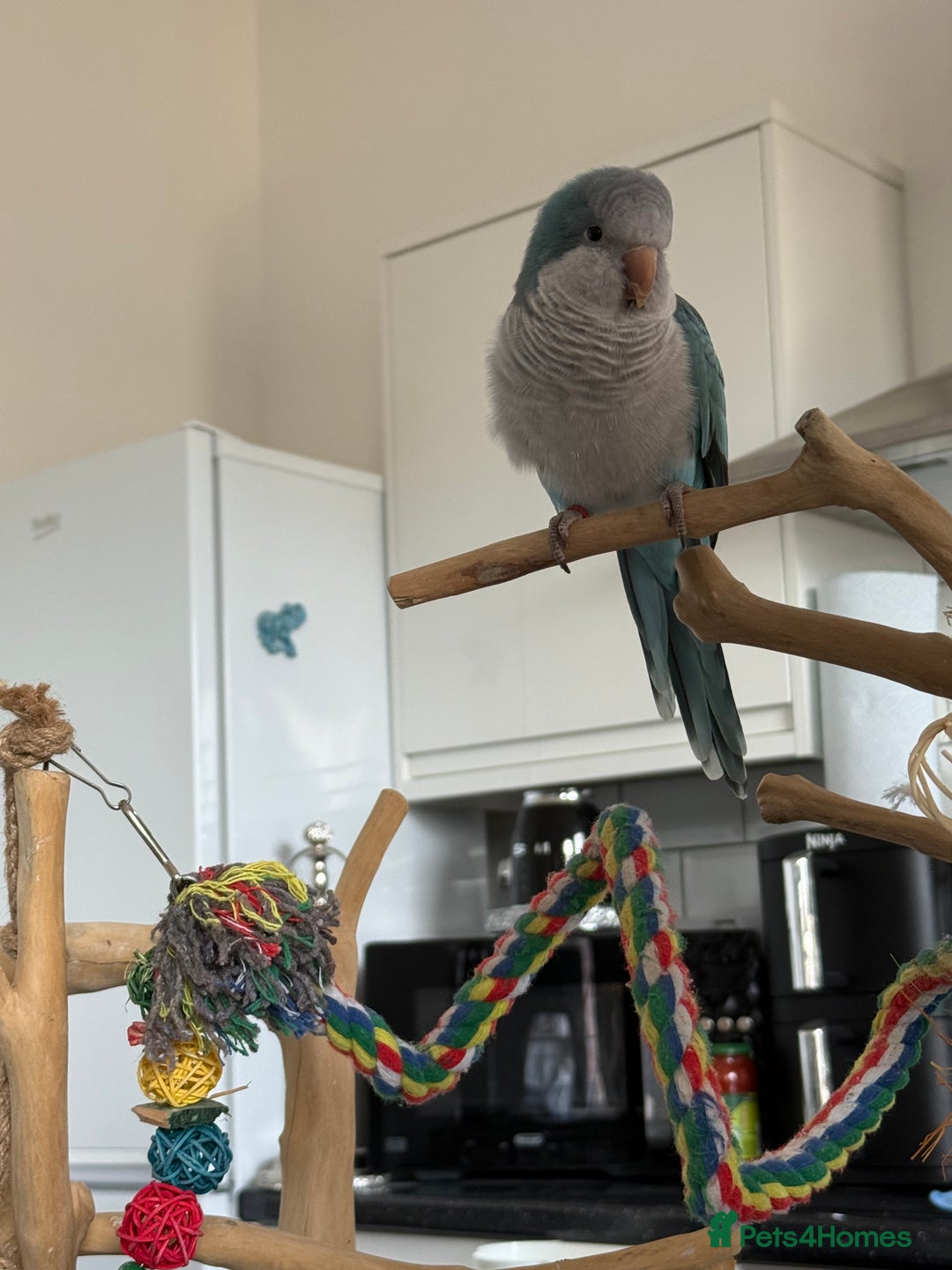 Parrots birds for sale: Tame talking Quaker parrot with cage - Advert 3