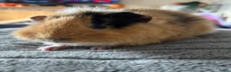 Guinea Pig rodents for sale: Beautiful teddy girl  - Advert 1