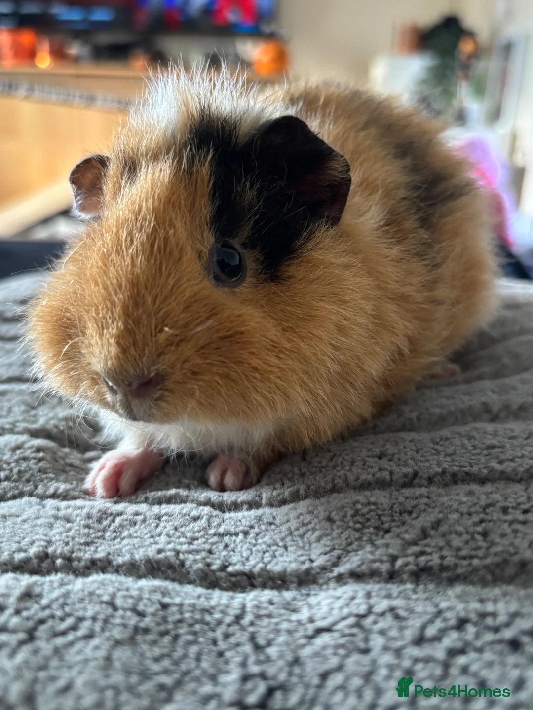 Guinea Pig rodents for sale: Beautiful teddy girl  - Advert 1
