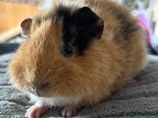 Guinea Pig rodents Beautiful teddy girl - Advert 1