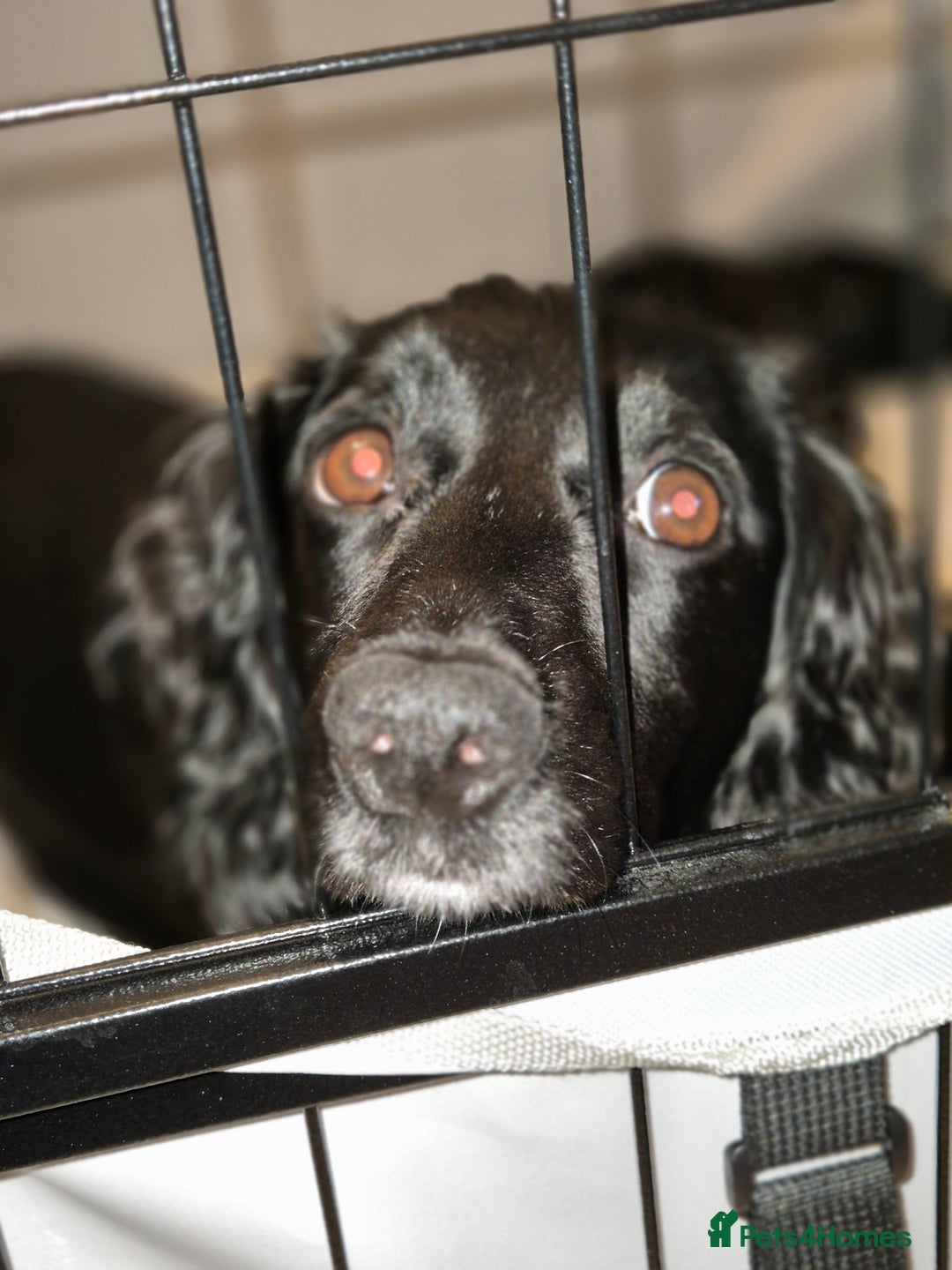 Cocker Spaniel dogs for sale: Stunning Working Cocker Spaniels - Advert 2