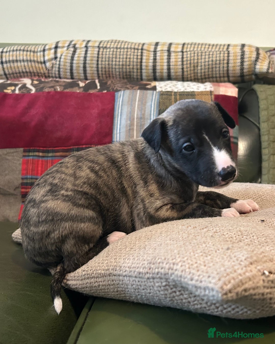 Whippet dogs for sale: Whippet Pups  - Image 11