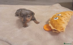 Miniature Dachshund dogs for sale: 6 Miniature dacshund puppies  - Advert 17